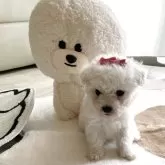 ビションフリーゼ