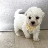 ビションフリーゼ