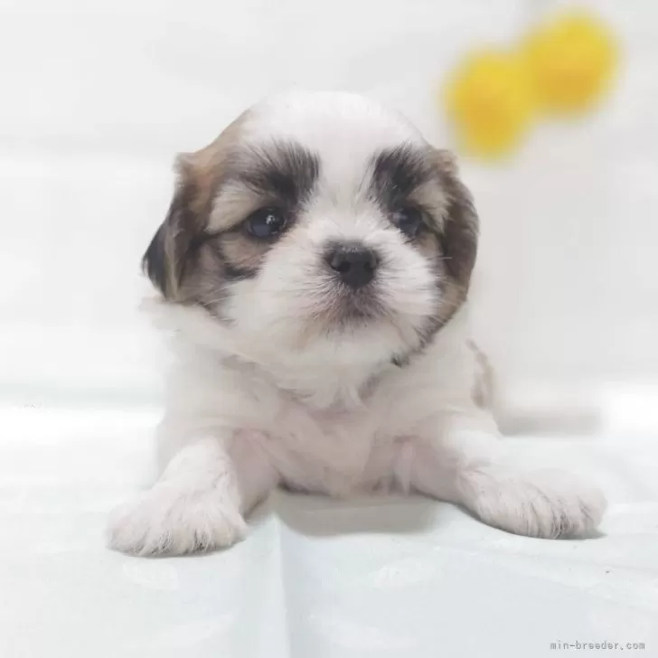 ID：2506-07514の子犬