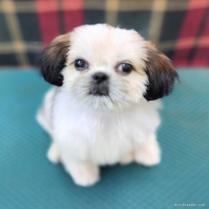 ブリーダー画像