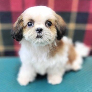 シーズー【山形県・男の子・2025年7月26日・ホワイト&ゴールド】の写真「W&G男の子!まっすぐ見つめて照れちゃいます」