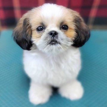 シーズー【山形県・男の子・2025年7月26日・ホワイト&ゴールド】の写真「W&G男の子!眠そうな愛らしいお目」