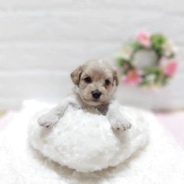 マルプー(マルチーズ×トイプードル)【山形県・女の子・2025年8月2日・クリーム】の写真「クリーム子犬！頭に白い毛がアクセント」