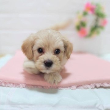 マルプー(マルチーズ×トイプードル)【山形県・女の子・2025年8月2日・クリーム】の写真「クリーム子犬！頭に白い毛がアクセント」