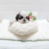 シーズー