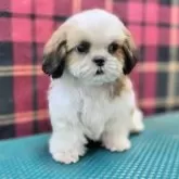 シーズー【山形県・男の子・2025年7月26日・ホワイト&ゴールド】の写真2