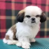 シーズー【山形県・男の子・2025年7月26日・ホワイト&ゴールド】の写真3