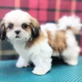 シーズー【山形県・男の子・2025年7月26日・ホワイト&ゴールド】の写真3