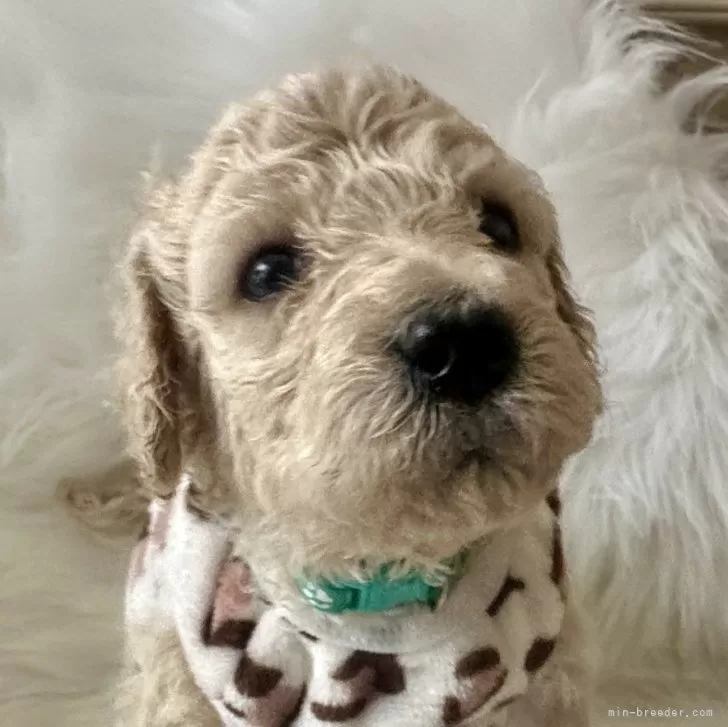 ID:2501-06218の子犬
