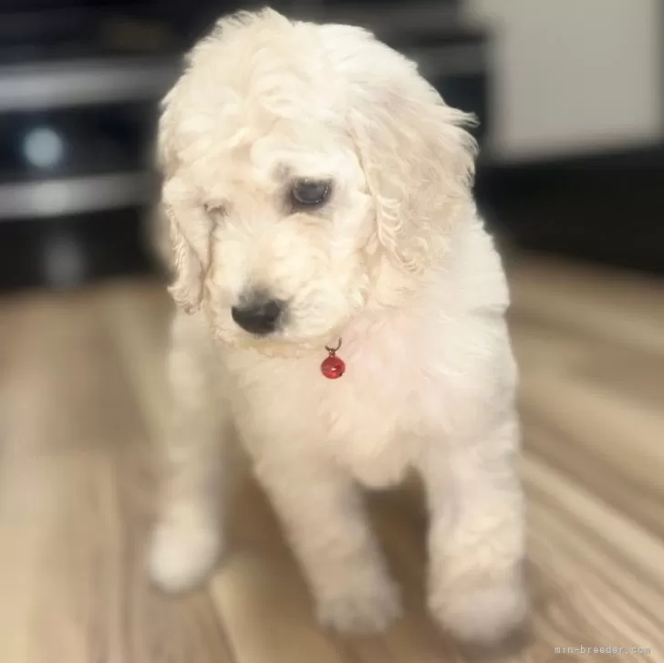 ID:2501-06350の子犬