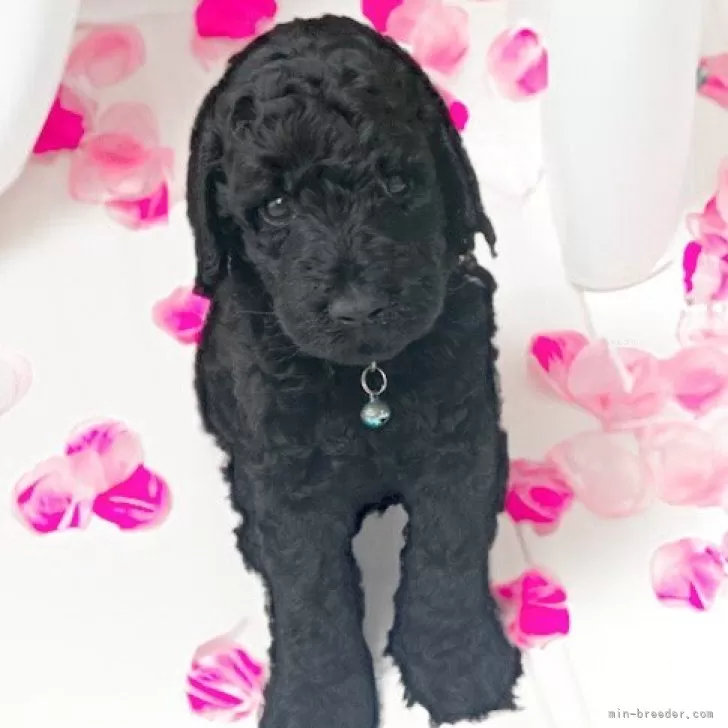 ID:2506-00369の子犬