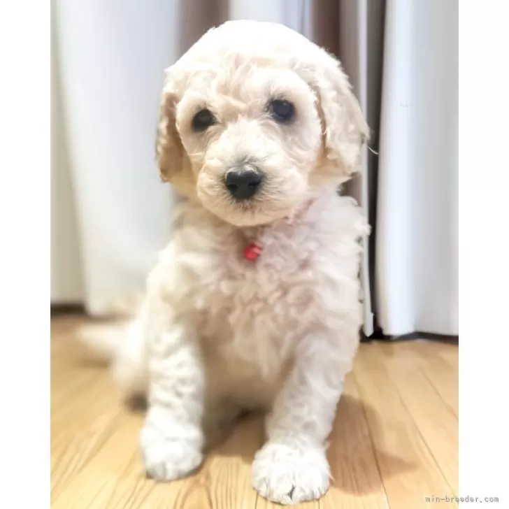 ID:2508-04597の子犬