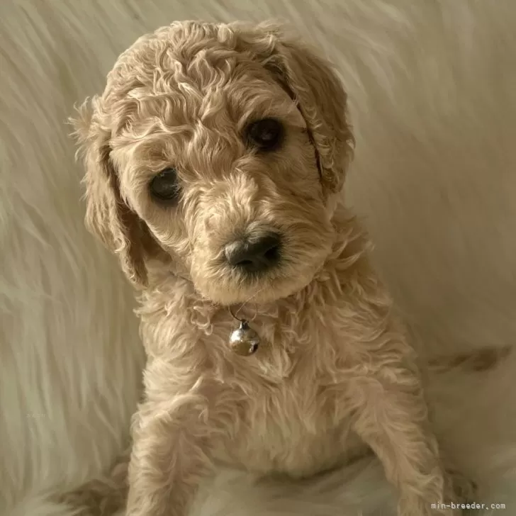 ID:2501-06216の子犬