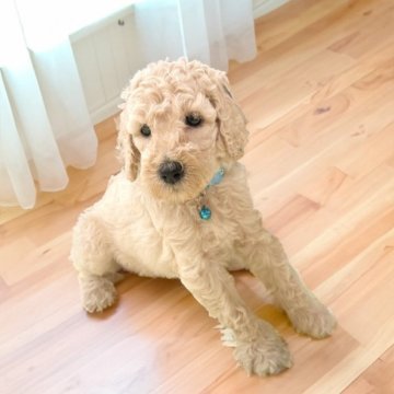 スタンダードプードル【埼玉県・男の子・2025年7月20日・クリーム】の写真「🐶💨 遊ぶの大好き甘えん坊男子 🐶✨」
