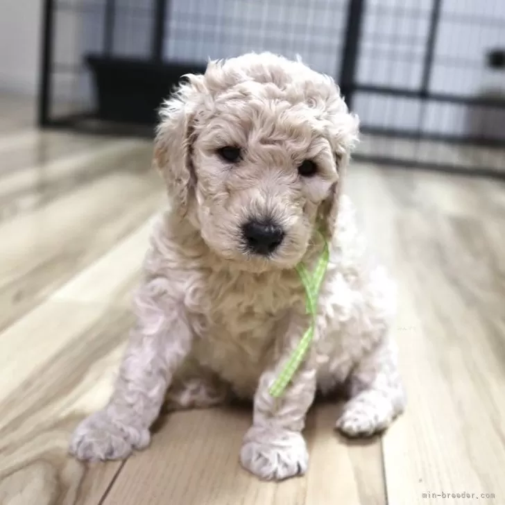 ID：2401-01152の子犬