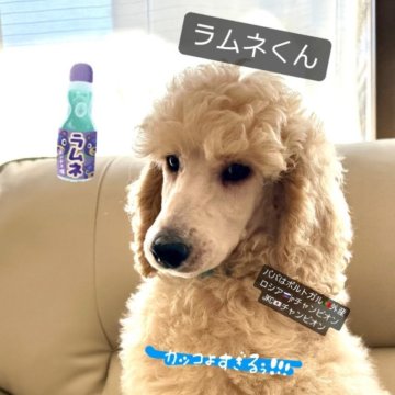 スタンダードプードル【埼玉県・男の子・2023年12月19日・クリーム】の写真「🐶値引き交渉🉑　良血統チャンピオン直子🏆」