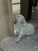 スタンダードプードル【埼玉県・男の子・2023年12月19日・クリーム】の写真3