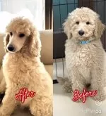 スタンダードプードル【埼玉県・男の子・2023年12月19日・クリーム】の写真4「顔バリしました😊モフモフが良い人は1ヶ月伸ばして頂ければすぐにモフモフになりますよ😍」