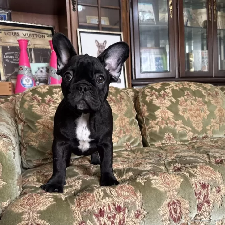 フレンチブルドッグ【三重県・女の子・2025年8月16日・ブリンドル】の写真1
