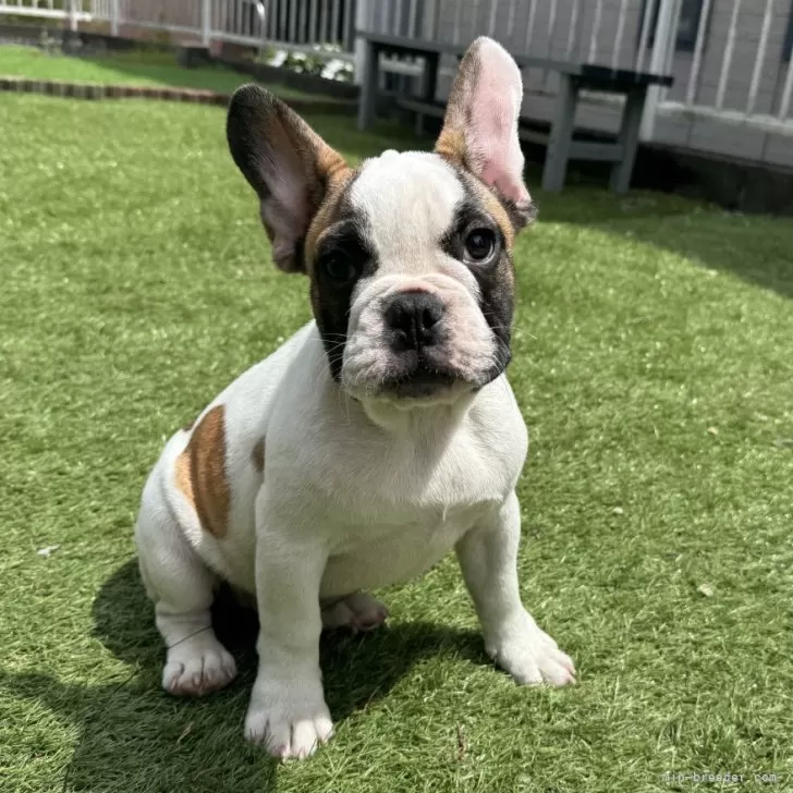 ID:2503-00088の子犬