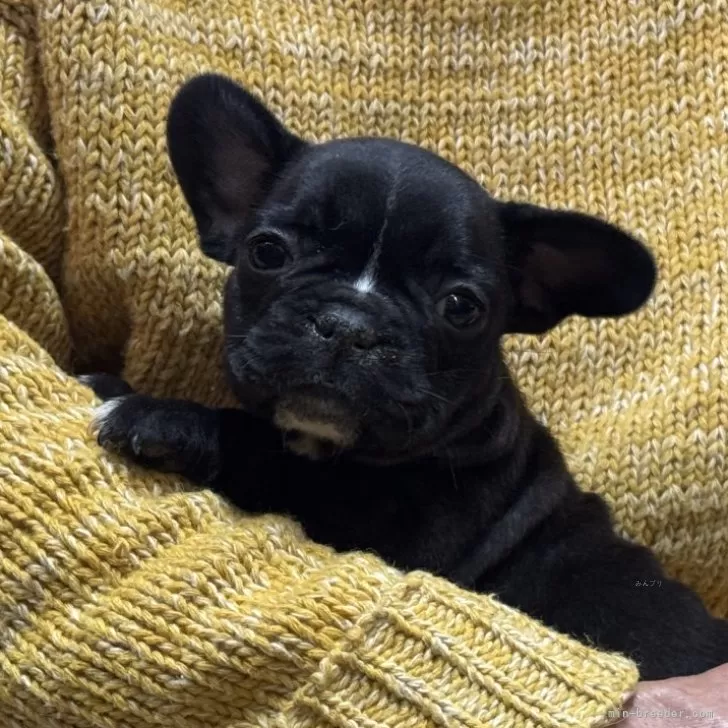 ID:2503-00101の子犬