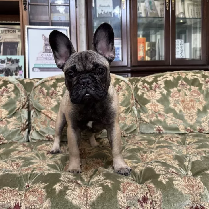 ちよ 様のお迎えした子犬