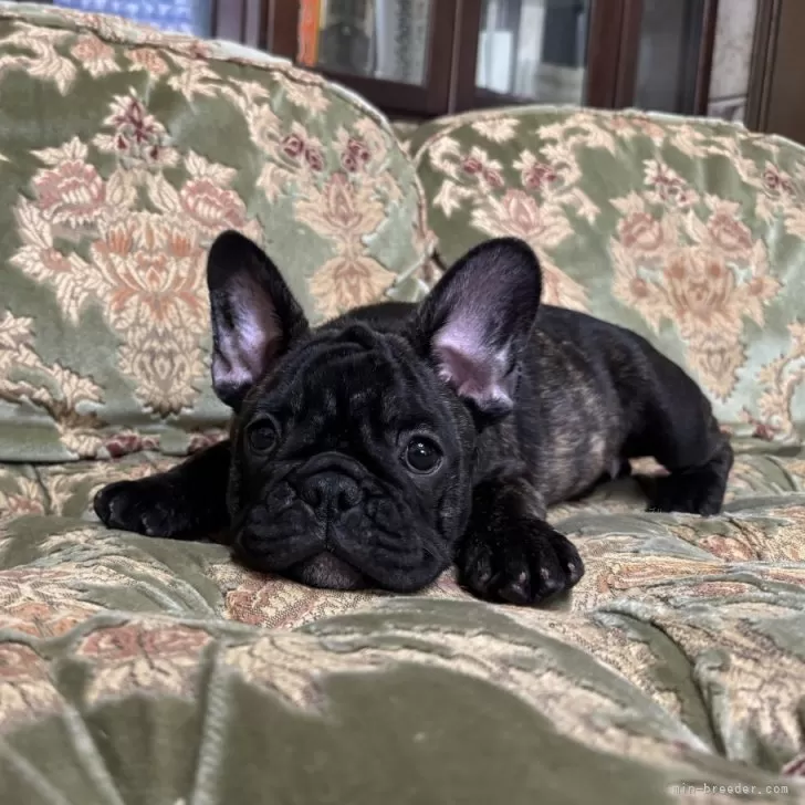 ID:2412-00755の子犬