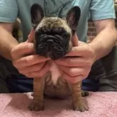 フレンチブルドッグ