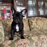 フレンチブルドッグ