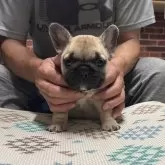 フレンチブルドッグ