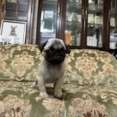パグ