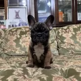 フレンチブルドッグ