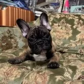 フレンチブルドッグ