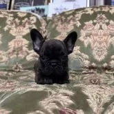 フレンチブルドッグ