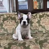 フレンチブルドッグ