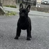 フレンチブルドッグ