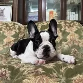 フレンチブルドッグ