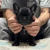 フレンチブルドッグ