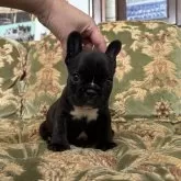 フレンチブルドッグ