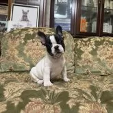 フレンチブルドッグ