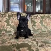 フレンチブルドッグ