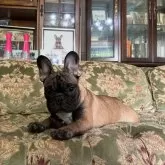 フレンチブルドッグ