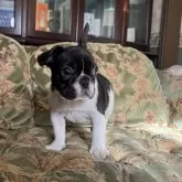 フレンチブルドッグ【三重県・女の子・2024年10月3日・パイド】の写真4