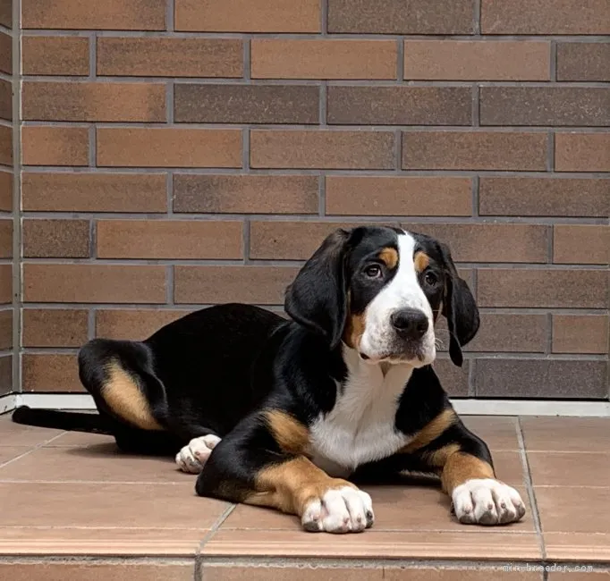 ID:2003-00846の子犬