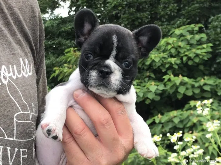 ID：1906-01733の子犬