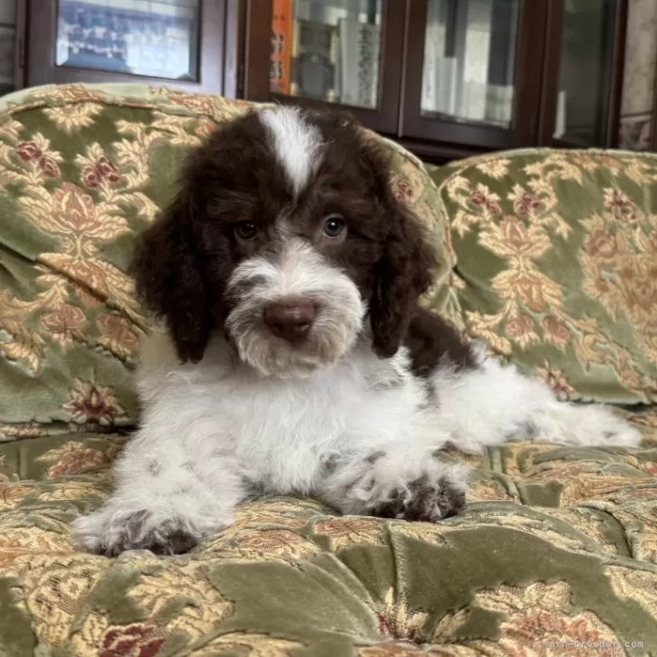 ID:2408-00935の子犬