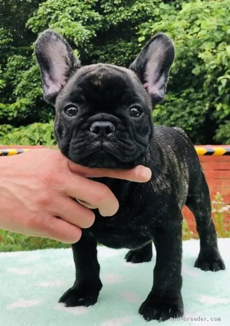 ID:1905-00058の子犬