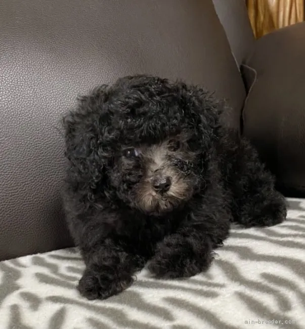 ID:2107-01482の子犬