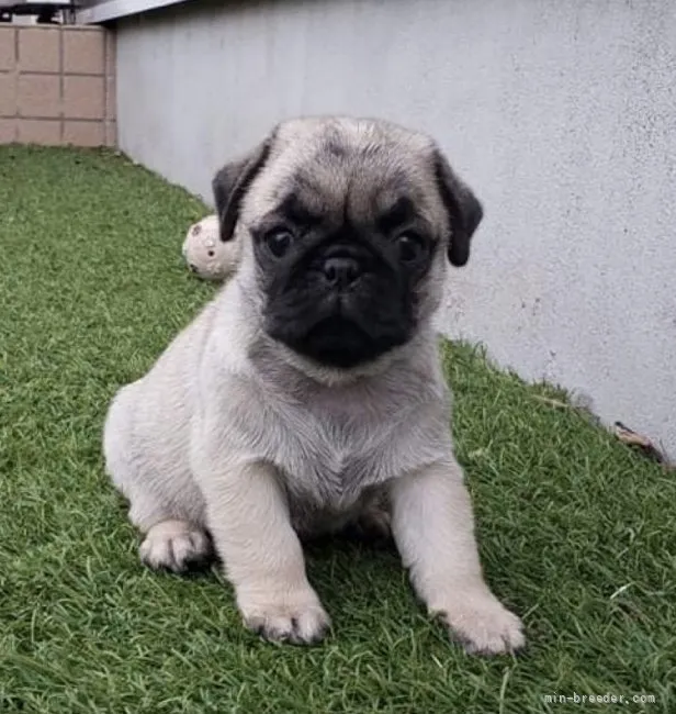 パゴ 様のお迎えした子犬