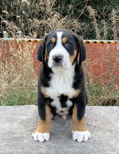 マロ 様のお迎えした子犬